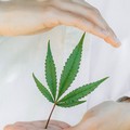 Dai fiori alle pillole e cartine: così la Cannabis terapeutica   viene trasformata nel Laboratorio Galenico di Altamura