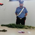 Coltiva marjuana in casa, arrestato 38enne a Bitritto (Bari)
