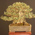 Bari, domani e domenica la sesta edizione della  "Bonsai e Dintorni Exhibition