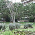 Ripristinata la convenzione con l’associazione Effetto Terra per la cura di Parco Campagneros