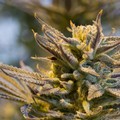 Justbob: lo shop online numero 1 in Italia sulla cannabis legale