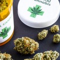 Cannabis Terapeutica, triplicate le importazioni con il sì del ministro olandese