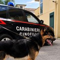 17 chilogrammi di marijuana nei pacchi: blitz dei Carabinieri a Bari