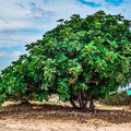 Puglia, per valorizzare coltura del carrubo nasce il progetto CE.SI.R.A. - CEratonia SIliqua