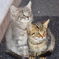 Soccorso e cura dei gatti incidentati o malati, online l'avviso del Comune di Bari