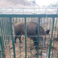 Bari, un altro cinghiale catturato al San Paolo