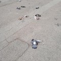 Carbonara, colombi morti per avvelenamento in piazza