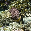Monopoli, quella barriera di coralli a due chilometri dalla costa contribuirà a creare un Parco marino?