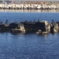 Cambiamenti climatici, in Puglia è invasione di cormorani