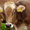 Caldo e afa in Puglia, siccità nei campi e animali in stress