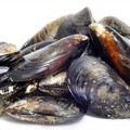 Cozze alla salmonella, rischi per chi le mangia crude