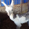 Lieto evento nel circo Marina Orfei, a Bari nasce un cucciolo di lama