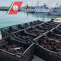 Prodotti ittici illegali e datteri cucinati in diretta su TikTok, arresti e sequestri in provincia di Bari