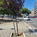 Largo 2 Giugno, Scaramuzzi: “Nessun abbattimento di alberi”