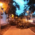 Forte vento su Bari, cadono alberi e vetri dal San Paolo al centro cittadino