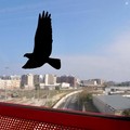 Ponte Adriatico, arrivano i dissuasori per evitare lo schianto degli uccelli