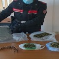 Altamura, nascondeva in casa 1,2 chili di marijuana: arrestato 21enne