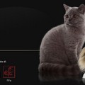 Al Palaflorio l'ottava edizione dell'esposizione felina
