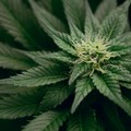 L’emendamento che renderebbe la marijuana light Monopolio di Stato