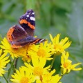  "Farfalle nel parco ", domani presentazione di un libro e caccia ai colorati insetti al Parco Gargasole