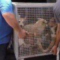 Cani sequestrati a Palo del Colle, l'appello di Enpa Bari: «Aiutateci»