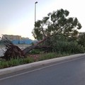 Alberi caduti a Bari, l'appello di SOS Città: «Piantiamone di nuovi»