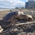 Bari, tartaruga spiaggiata a San Girolamo da 5 giorni attende  "degna sepoltura "