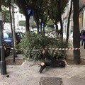 Forte vento su Bari, cade un albero in corso Cavour. Nessun ferito