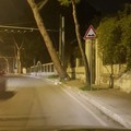 Bari, albero inclinato in corso De Gasperi