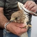 Trovato un piccolo di falco a Valenzano