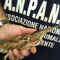 Bari, a Palese spunta un piccolo tarabusino