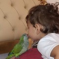 Bari, Alex il pappagallo smarrito a Carbonara