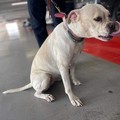 Cane abbandonato in aeroporto,  "adottato " dai 500 dipendenti