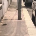 Ratti a Santo Spirito: si moltiplicano le segnalazioni