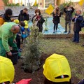 Festa degli alberi, piante di ulivo per la scuola elementare Eleonora Duse