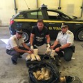 La Finanza sequestra 21 kg di marijuana nel porto di Bari