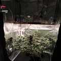 Nascondeva piante di cannabis nel ripostiglio, arrestato 26enne