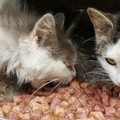 Presto a Bari un gattile comunale, approvato il progetto