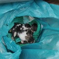 Poggiofranco, quattro gattini neonati gettati nel cassonetto