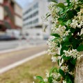 Un Policlinico più verde: a Bari percorso per migliorare la qualità dell'ambiente