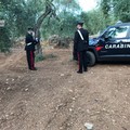 Furti di olive nelle campagne di Bari, cinque arresti