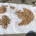 World Clean Up Day, a Bari raccolti chili di mozziconi di sigaretta, reti da pesca e plastica