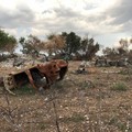 Bari, un  "cimitero " di auto tra Ceglie e Valenzano