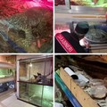 Locale trasformato in un rettilario clandestino nel barese: rinvenuti animali esotici e pericolosi