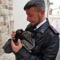Carabinieri salvano gattino intrappolato nella fogna