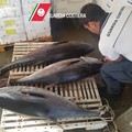 Costa cara la pesca di tonno rosso, inflitte multe per oltre 16 mila euro