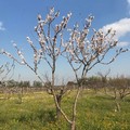 Paesaggio primaverile in Puglia, l'allarme di Coldiretti