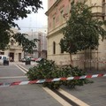 Bari, cade albero davanti alla scuola Balilla, nessun ferito