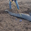 Bari, cimitero di animali sul lungomare di San Girolamo. Dopo la tartaruga il delfino