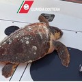 Ancora tartarughe spiaggiate, una a Bari e una a Monopoli